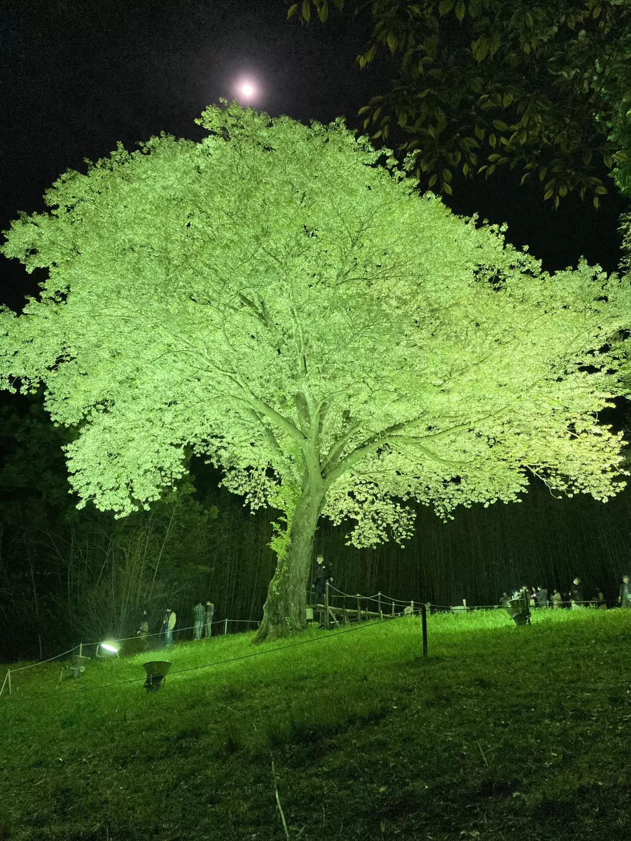 月光桜のアクセス・営業時間・周辺スポット - 日本の観光メディアMATCHA