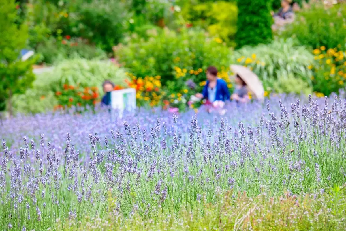 蒜山ハーブガーデン ハービルのアクセス・営業時間・周辺スポット
