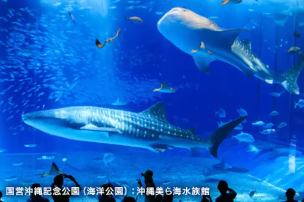 海洋博公園のアクセス・営業時間・周辺スポット - 日本の観光メディア