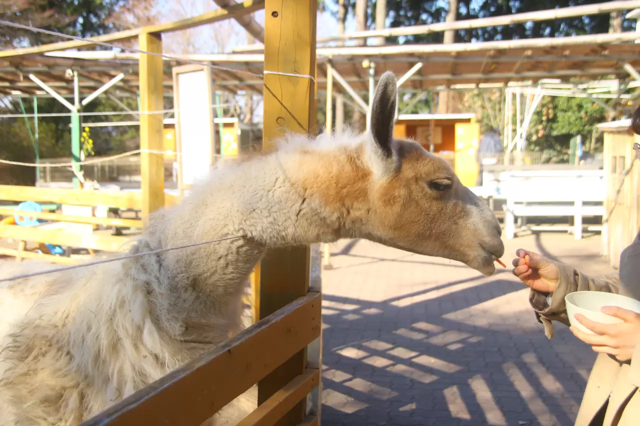 宝 登山 小動物 公園
