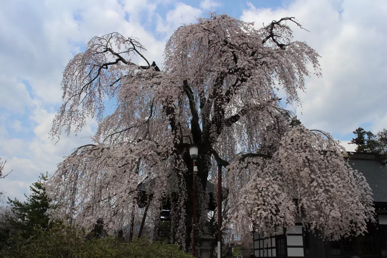 Japanese Weeping Blossom Tree