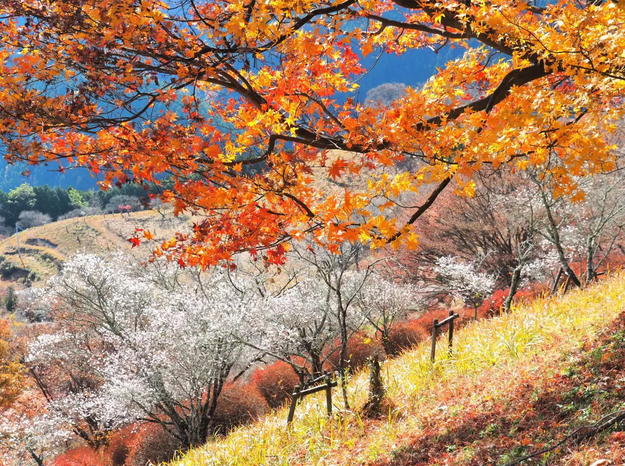 sakurayama park