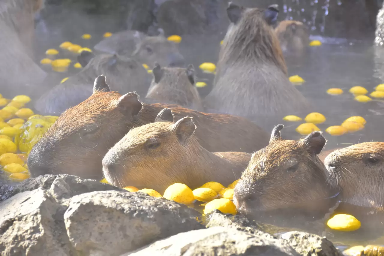 伊豆シャボテン動物公園のアクセス・営業時間・周辺スポット - 日本の