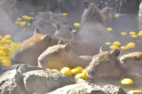 Izu shaboten zoo