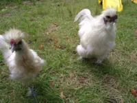 Ikoi no Mori at the Foothills of Mount Gozu