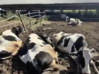 Sagotani Farm(Kubo Agri Farm)