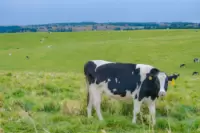 Large-scale grassland ranch