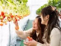 Strawberry Picking "Fruit Loop (Oregon Farm)"