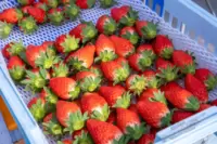 Aino Strawberry Farm
