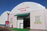 สตรอว์เบอร์รี่พาร์ค มิฟุเนะ