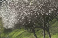 Shikizakura (Four-Season Cherry Blossoms) at Daikō-ji Temple
