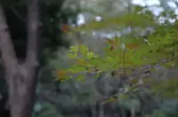 Autumn Leaves at Hinaga Shrine