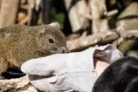 Gifu Kinkazan Squirrel Village