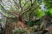 สวน Nishitsubakidaira (Laputa ของ อามาคุสะ)