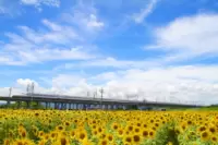 Ogaki Sunflower Fields