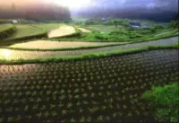 Kehara Rice Terraces