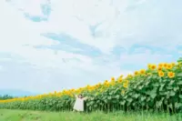 北杜市明野サンフラワーフェス