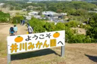 井川みかん園