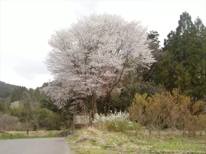 黑岩野樱花