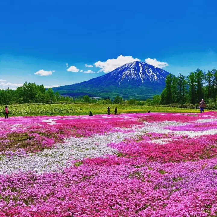 三島的芝櫻花園