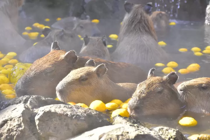 伊豆仙人掌动物园
